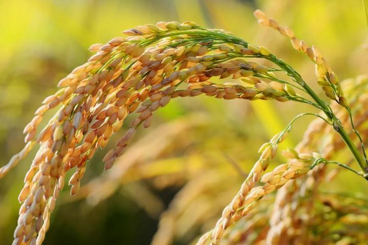 GLOBALink | China’s new hybrid rice variety helps boost African food supply