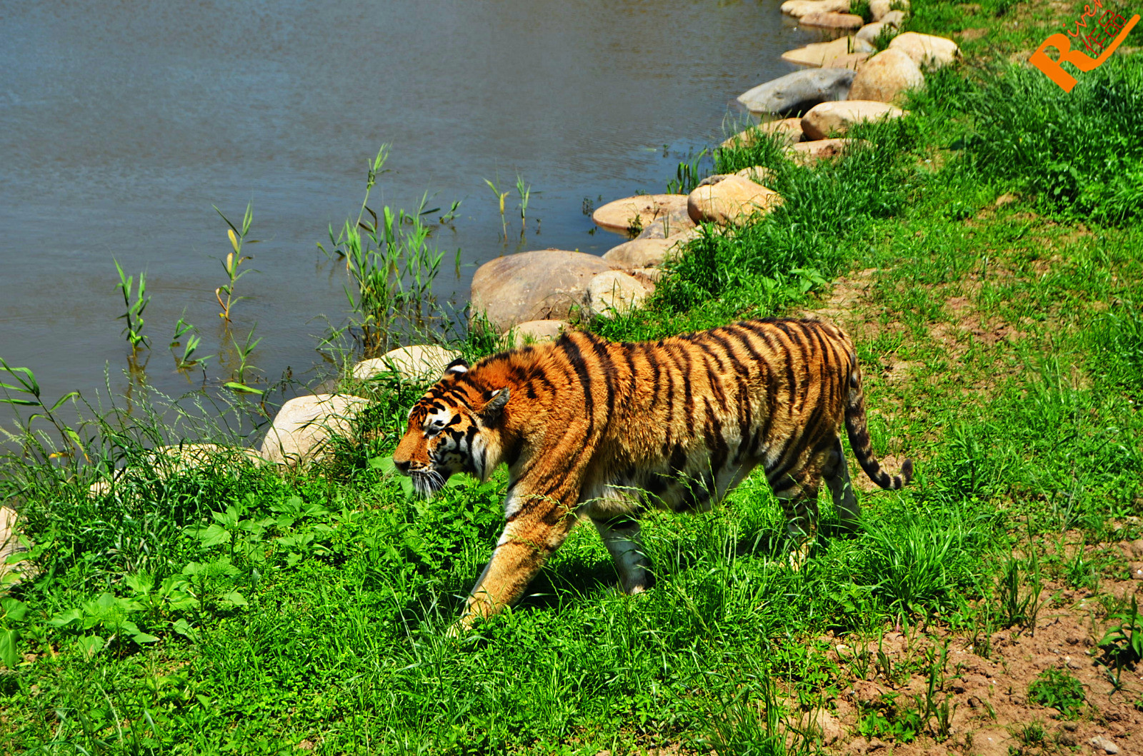 Shanghai Wild Animal Park 上海野生动物园
