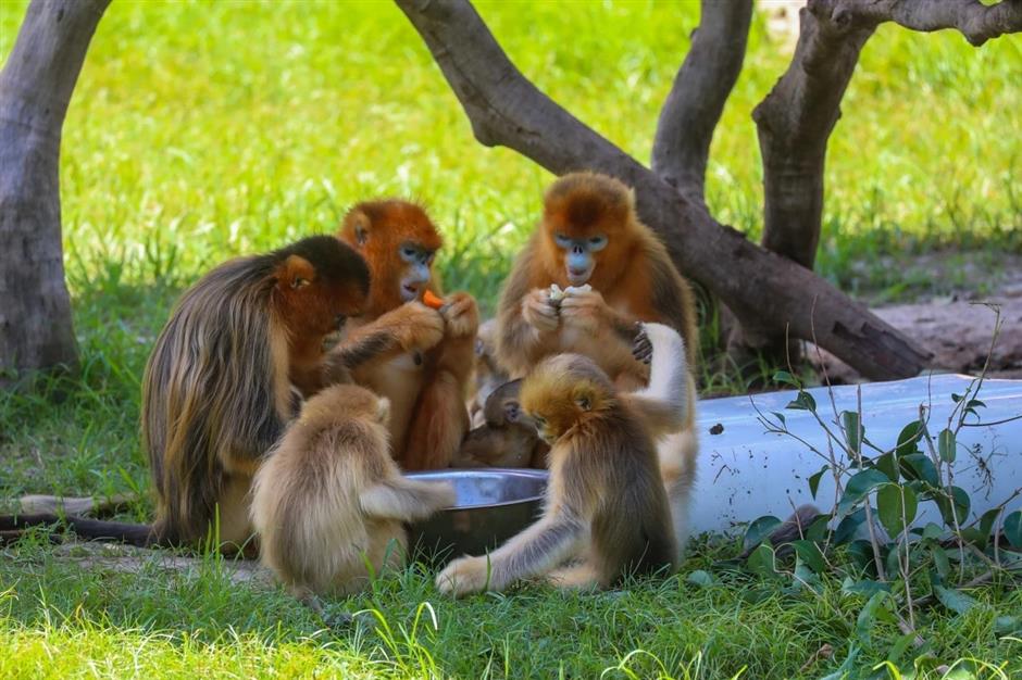 Cooling spray and ice slabs as Shanghai Wild Animal Park residents find ways to beat the heat