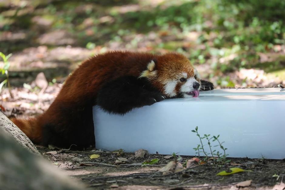 Cooling spray and ice slabs as Shanghai Wild Animal Park residents find ways to beat the heat