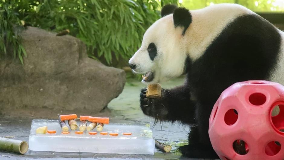 Cooling spray and ice slabs as Shanghai Wild Animal Park residents find ways to beat the heat