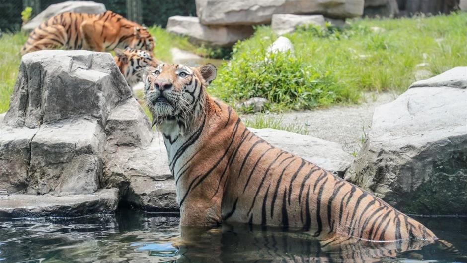 Cooling spray and ice slabs as Shanghai Wild Animal Park residents find ways to beat the heat
