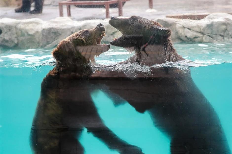 Cooling spray and ice slabs as Shanghai Wild Animal Park residents find ways to beat the heat