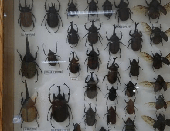 Anqing Normal University Short-term Study/Exchange Programs Admission Brochure (2024) 安庆师范大学 2024年短期来华学习/交流项目手册  