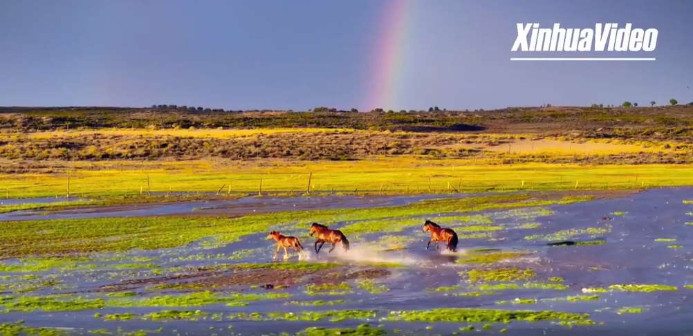 Horses galloping under a stunning rainbow