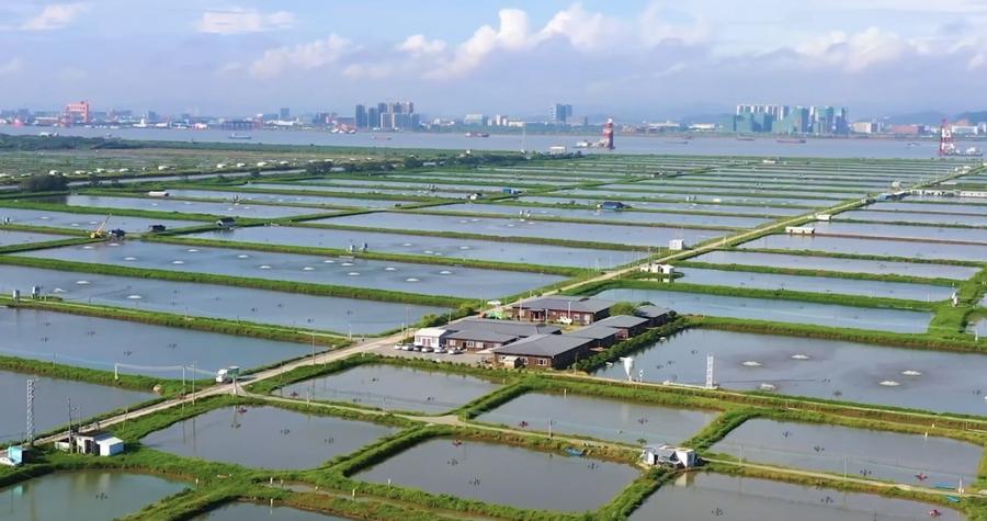 GLOBALink | Dynamic GBA — Walks & Talks: “Blue Granary” continues to upgrade