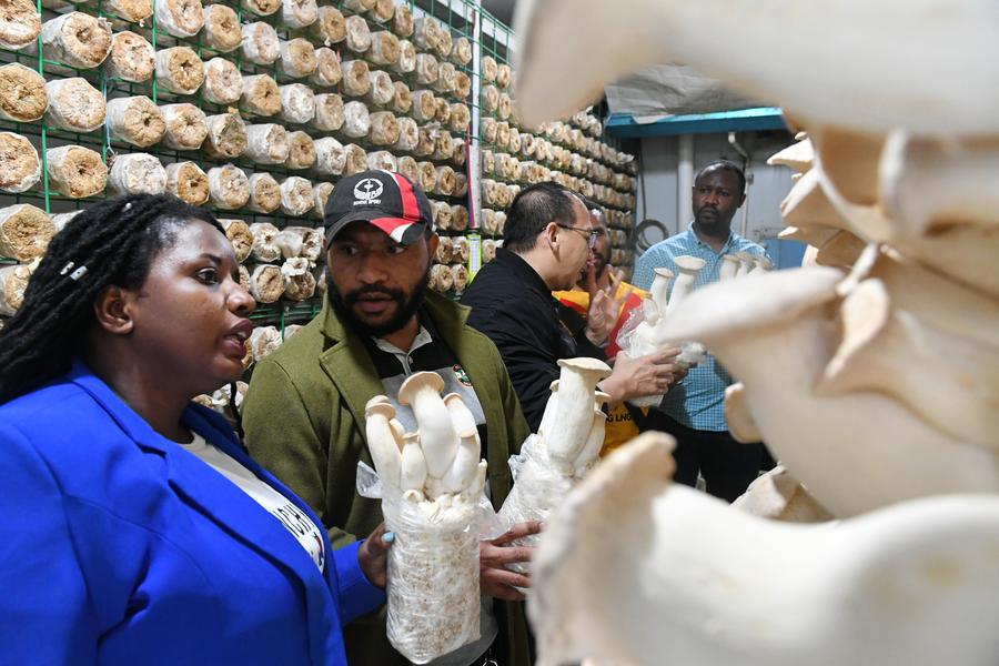 African doctoral student couple pursuing Juncao technology studies in Fujian