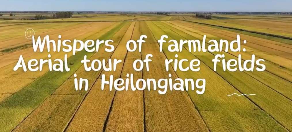 Aerial tour of rice fields in NE China’s Heilongjiang
