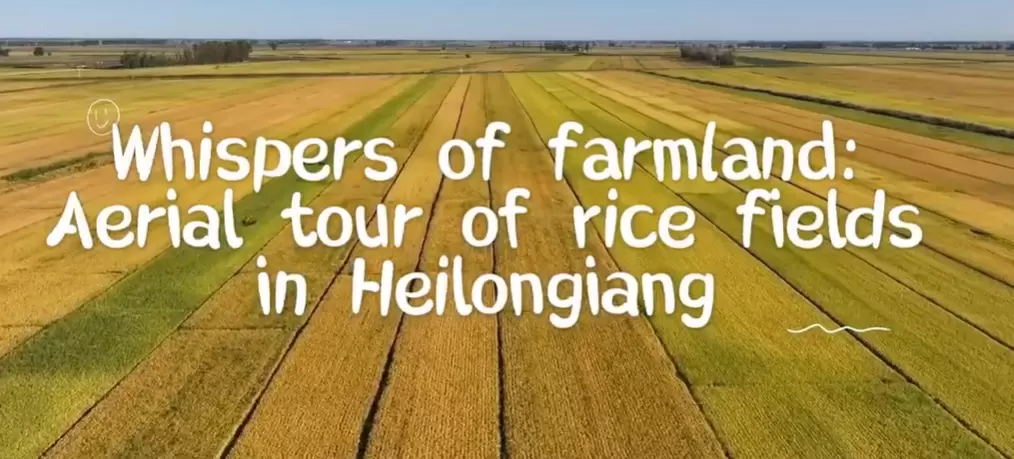 Aerial tour of rice fields in NE China’s Heilongjiang