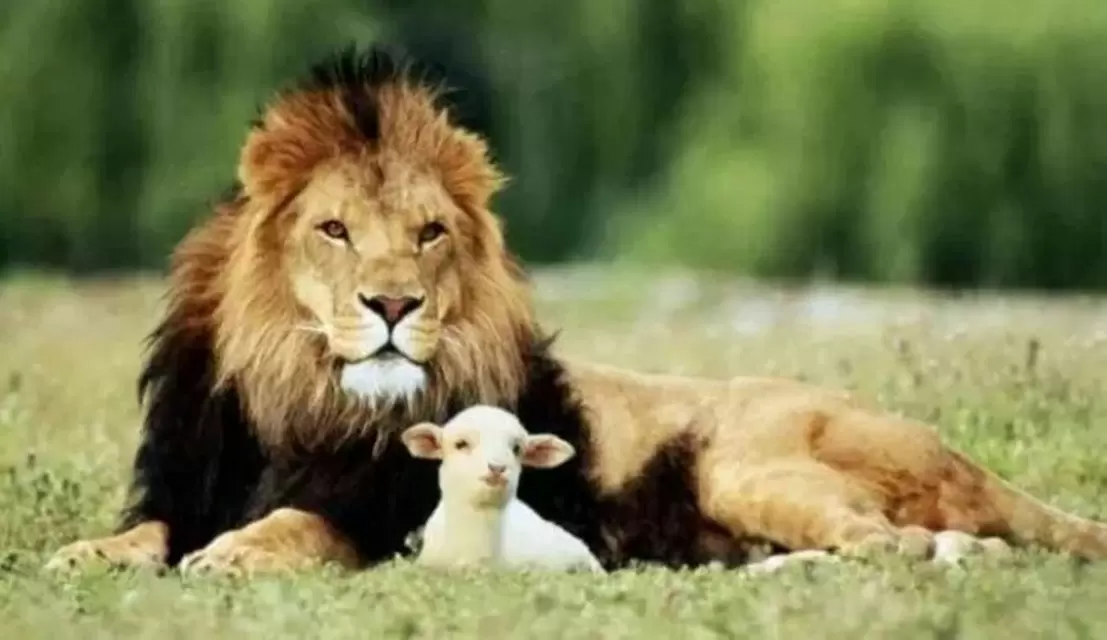 the Lion and the Sheep