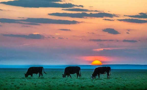 The Rising Sun Never Sets on The Grassland草原上升起不落的太阳
