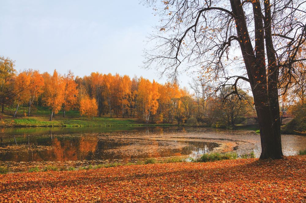 Xixi Wetland 西溪湿地