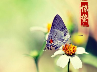 Jingzhe 惊蛰