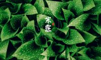 Hanlu 寒露