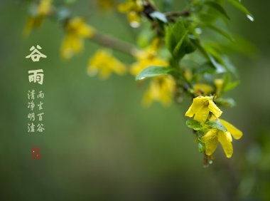 Guyu 谷雨