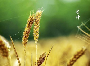 Mangzhong 芒种