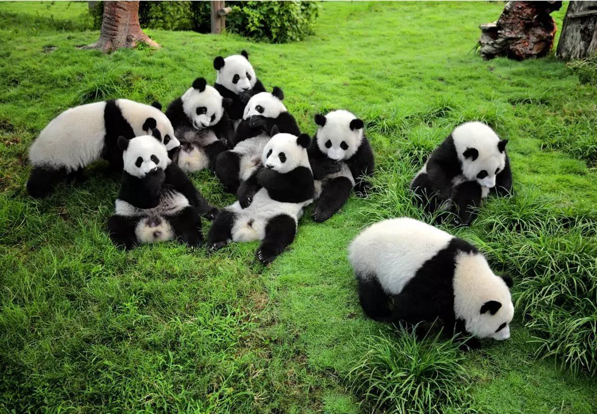 四川旅游学院2024年公开招聘英语外教公告(Open Recruitment for Native English Teachers) WentChina - Your Ultimate Guide to Studying in China Sichuan Giant Panda Habitat 四川大熊猫栖息地